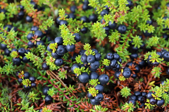 Ripe crowberry fruit in the forest tundra of Siberia