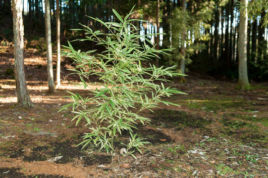 Bamboo Tree (Pleioblastus viridistriatus - Common Name: Dwarf Green Stripe). Horizontal shot. Isolated. Outdoors. Background with eucalyptus tree.