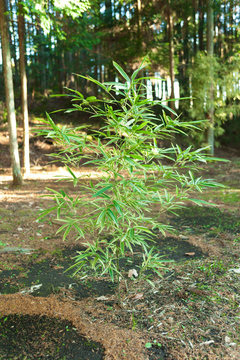 Bamboo Tree (Pleioblastus viridistriatus - Common Name: Dwarf Green Stripe). Vertical shot. Isolated. Outdoors. Background with eucalyptus tree.