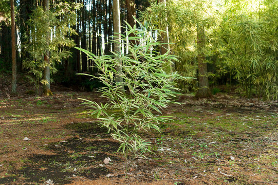 Bamboo Tree (Pleioblastus viridistriatus - Common Name: Dwarf Green Stripe). Horizontal shot. Isolated. Outdoors. Background with eucalyptus tree and bamboo foliage.