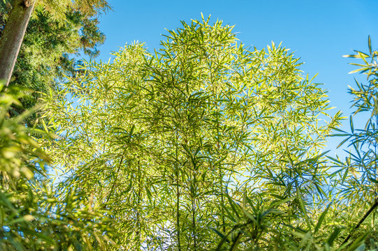 Bamboo Leaves (Pleioblastus viridistriatus - Common Name: Dwarf Green Stripe). Horizontal shot. Isolated. Outdoors. Background with beautiful sky of intense blue.