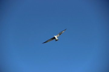 Bird, seagull flying in the sky, sky background