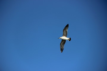 Fototapeta na wymiar Bird, seagull flying in the sky, sky background