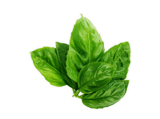 Basil. Basil leaf isolate. Collection.Set