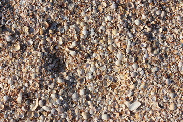 seashells, shore, texture, sand, little rocks