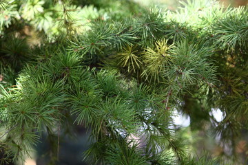Green spruce, fir-tree branches