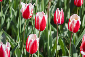 Flowers, tulips, spring, Crimea. Red tulips with white inside  