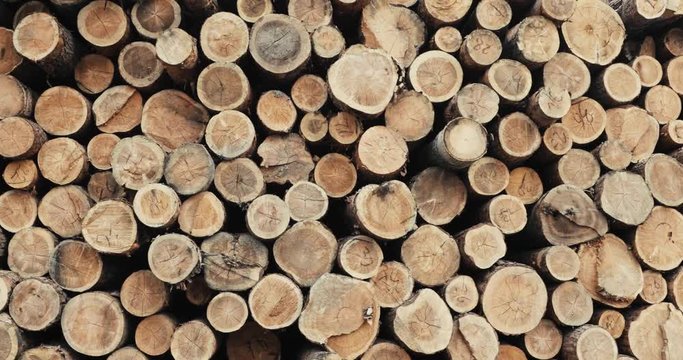 Pile of wood logs .Forest logging site. felled tree trunks. 4K