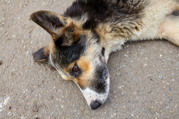 Dog mongrel resting on the asphalt, close-up.