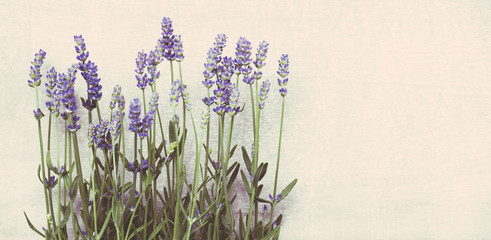 Lavendel vor weiß, Hintergrund beschreibbar, Panorama