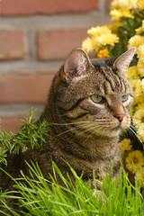 Eine Hauskatze sitzt vor einer Schale Katzengras