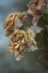 ROSA VIEJA