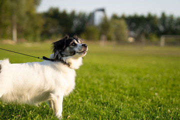 Naklejka na ściany i meble young happy playful small dog on green grass, sunny evening