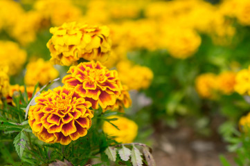 Marigold flowers in the garden on summer , yellow flowers ,beautiful flowers on summer in the nice day herb flowers