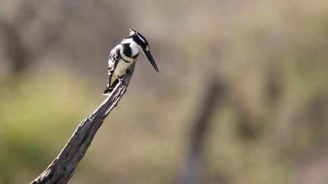 Footage of a Pied kingfisher looking for fish being perched on a dead tree in a natural lake in South Africa