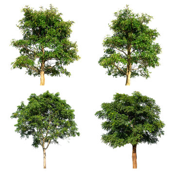 Trees isolated collection set on white background