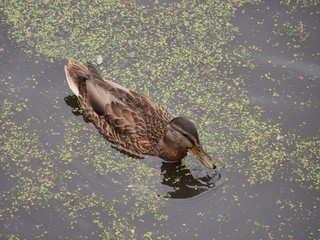 Wild ducks swim in the pond. The pond is heavily overgrown with algae.