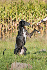 schwarzer Windhund gibt Pfote