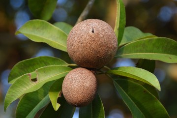 the sapodilla fruits