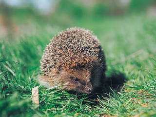 Hedgehog traveling at the green grass