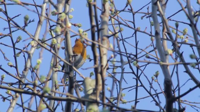 European Robin, more commonly known simply as a Robin, or Robin Redbreast. This one captured in a woodland environment, posing on top of a tree branch. Recently chosen as the UK's National Bird.