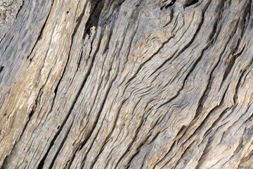 Tronco di albero d'olivo - particolare