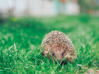 Hedgehog traveling at the green grass
