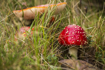 Red Mushroom With White Spots Flake close-up in the autumn forest