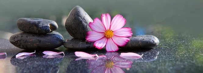 Fototapete Toilette Schwarze Spa-Steine und rosa Kosmosblume einzeln auf Grün.