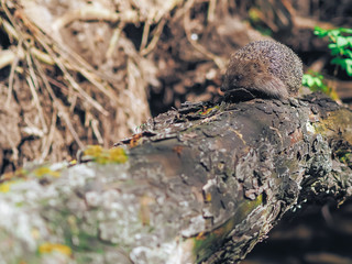 Hedgehog traveling at the forest