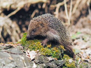 Hedgehog traveling at the forest