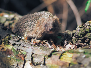 Hedgehog traveling at the forest