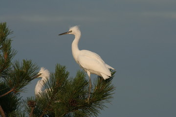 Aigrette garzette posée sur un pin