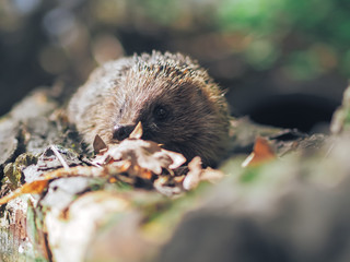 Hedgehog traveling at the forest