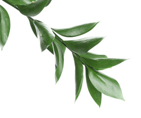 Branch with fresh green Ruscus leaves on white background