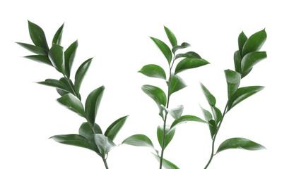 Branches with fresh green Ruscus leaves on white background