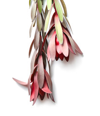 Obraz na płótnie Canvas Leucadendron flowers on white background