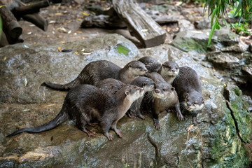 Group of oriental small-clawed otter (Amblonyx cinereus), also known as the Asian small-clawed...