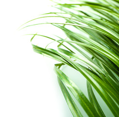 Beautiful tropical palm leaves on white background, closeup