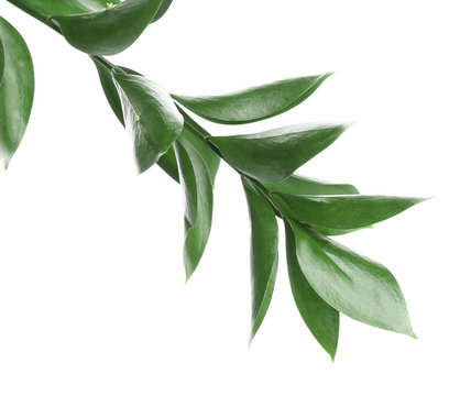 Branch with fresh green Ruscus leaves on white background © Pixel-Shot