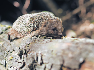Hedgehog traveling at the forest