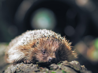 Hedgehog traveling at the forest © Sergii Mironenko