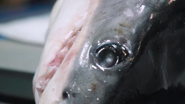 CLOSE UP, Blue shark eye and head in a fish market