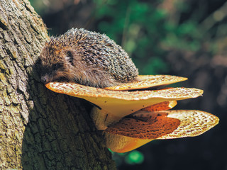 Hedgehog traveling at the forest
