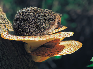 Hedgehog traveling at the forest