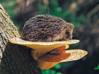 Hedgehog traveling at the forest