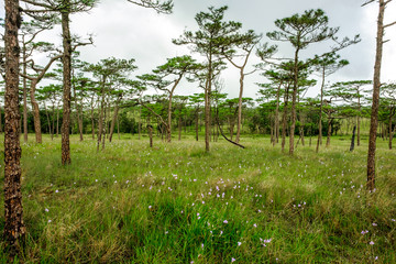 Landscape Pine forest