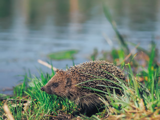 Hedgehog traveling at the green grass