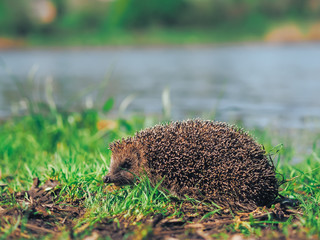 Hedgehog traveling at the green grass