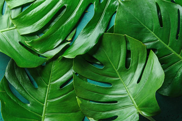 Fototapeta premium Monstera leaves as background